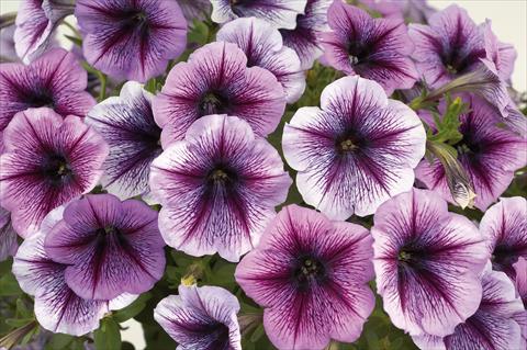 Photos von Blumenvarianten benutzt als: Topf, Terrasse, Ampel. Petunia Sentunia® Purple Vein