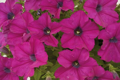 Photos von Blumenvarianten benutzt als: Topf, Terrasse, Ampel. Petunia Sentunia® Purple