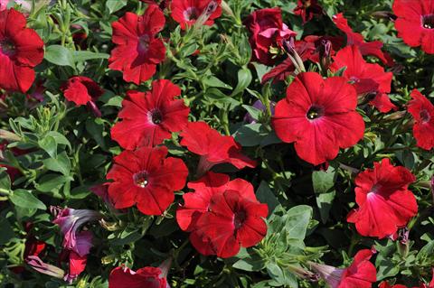Photos von Blumenvarianten benutzt als: Topf, Terrasse, Ampel. Petunia Sentunia® Red