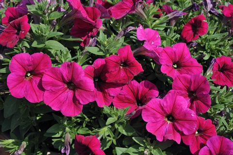 Photos von Blumenvarianten benutzt als: Topf, Terrasse, Ampel. Petunia Sentunia® Rose