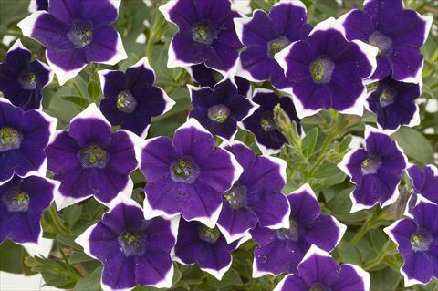 Photos von Blumenvarianten benutzt als: Topf, Terrasse, Ampel. Petunia Sentunia® Violet picotee