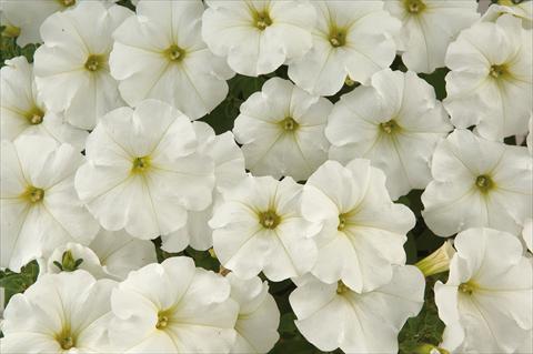 Photos von Blumenvarianten benutzt als: Topf, Terrasse, Ampel. Petunia Sentunia® White