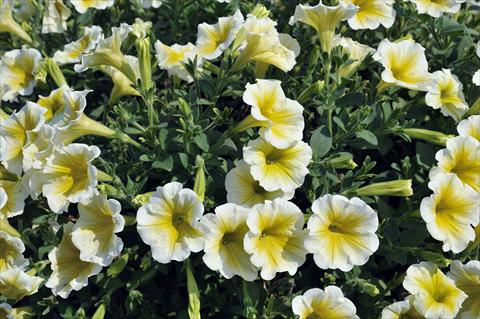 Photos von Blumenvarianten benutzt als: Topf, Terrasse, Ampel. Petunia Sentunia® Yellow