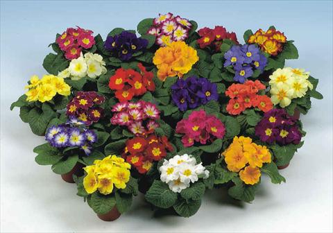 Photos von Blumenvarianten benutzt als: Topf und Beet Primula acaulis Rialto mix