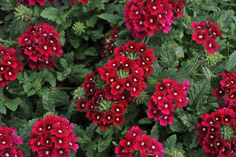 Photos von Blumenvarianten benutzt als: Topf, Terrasse, Ampel. Verbena Eden® Cherry