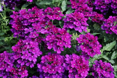 Photos von Blumenvarianten benutzt als: Topf, Terrasse, Ampel. Verbena Eden® Deep Lilac