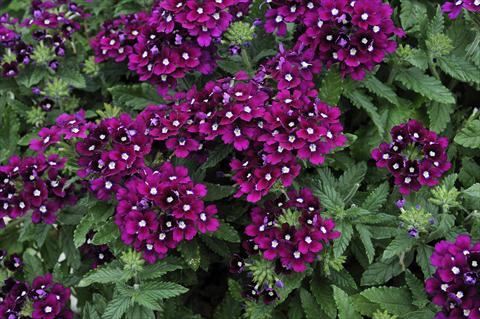Photos von Blumenvarianten benutzt als: Topf, Terrasse, Ampel. Verbena Eden® Purple with eye