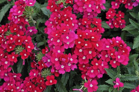 Photos von Blumenvarianten benutzt als: Topf, Terrasse, Ampel. Verbena Eden® Rose