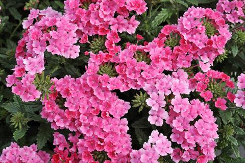 Photos von Blumenvarianten benutzt als: Topf, Terrasse, Ampel. Verbena Eden® Salmon Rose