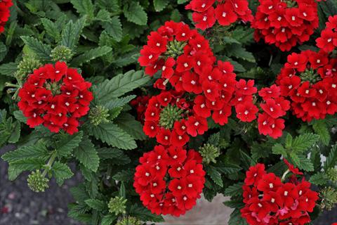 Photos von Blumenvarianten benutzt als: Topf, Terrasse, Ampel. Verbena Eden® Scarlet