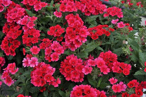 Photos von Blumenvarianten benutzt als: Topf, Terrasse, Ampel. Verbena Eden® Strawberry