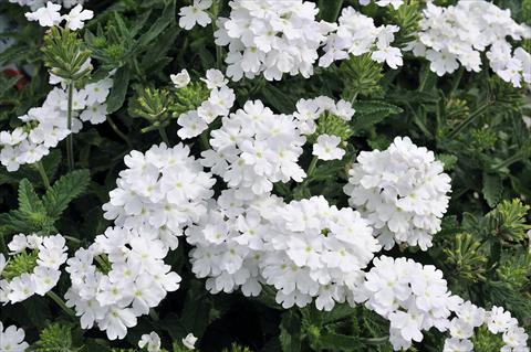 Photos von Blumenvarianten benutzt als: Topf, Terrasse, Ampel. Verbena Eden® White