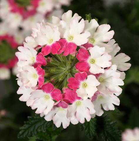 Photos von Blumenvarianten benutzt als: Topf, Terrasse, Ampel. Verbena Liga® Maiorca