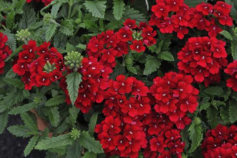 Photos von Blumenvarianten benutzt als: Topf, Terrasse, Ampel. Verbena Shangri-la® Red