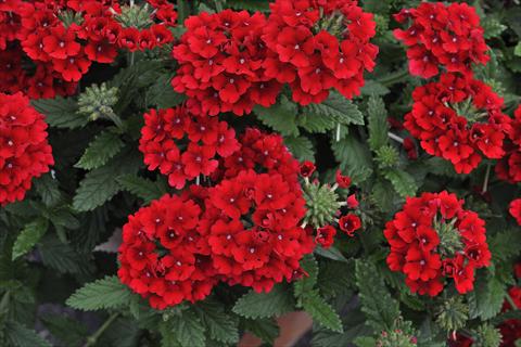 Photos von Blumenvarianten benutzt als: Topf, Terrasse, Ampel. Verbena Shangri-la® Scarlet