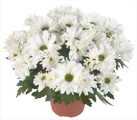 Photos von Blumenvarianten benutzt als: Topf und Beet Chrysanthemum Breeze Frost