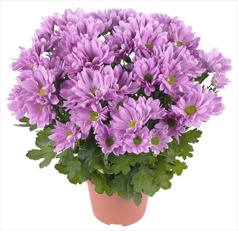 Photos von Blumenvarianten benutzt als: Topf und Beet Chrysanthemum Breeze Rosy