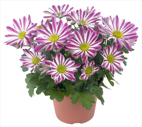 Photos von Blumenvarianten benutzt als: Topf und Beet Chrysanthemum Rainbow Candy
