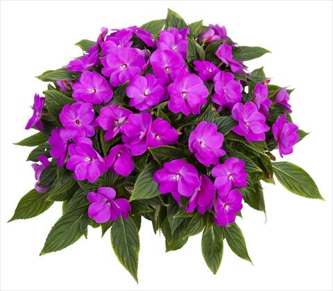 Photos von Blumenvarianten benutzt als: Topf, Beet, Terrasse, Ampel Impatiens N. Guinea Tamarinda® Max Lavender