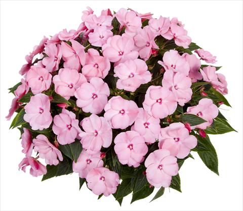 Photos von Blumenvarianten benutzt als: Topf, Beet, Terrasse, Ampel Impatiens N. Guinea Tamarinda® Max Sweet Pink