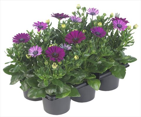 Photos von Blumenvarianten benutzt als: Topf und Beet Osteospermum Margarita Nano Purple