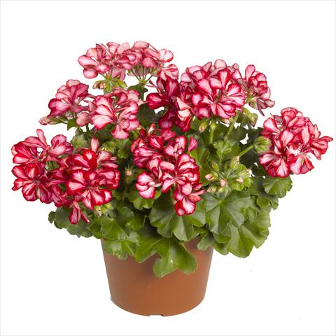 Photos von Blumenvarianten benutzt als: Ampel/Topf Pelargonium peltatum RED FOX Pacific Red Star