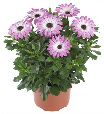 Photos von Blumenvarianten benutzt als: Topf und Beet Osteospermum Margarita Supreme Pink Bicolor