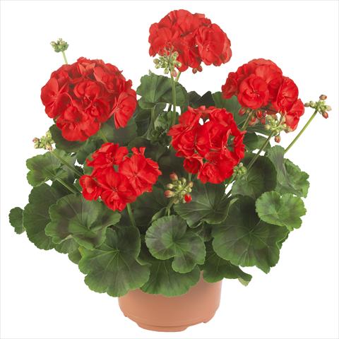 Photos von Blumenvarianten benutzt als: Topf, Beet, Terrasse Pelargonium zonale Master Idols® Bright Red