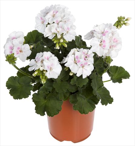 Photos von Blumenvarianten benutzt als: Topf, Beet, Terrasse Pelargonium zonale Summer Idols® White Blush