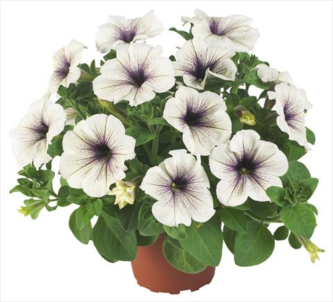 Photos von Blumenvarianten benutzt als: Topf, Beet, Terrasse, Ampel Petunia Fortunia® Silver Vein