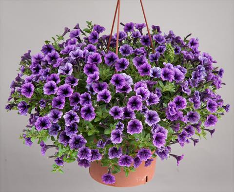 Photos von Blumenvarianten benutzt als: Topf, Terrasse, Ampel. Petunia mini Perla® Blue Vein