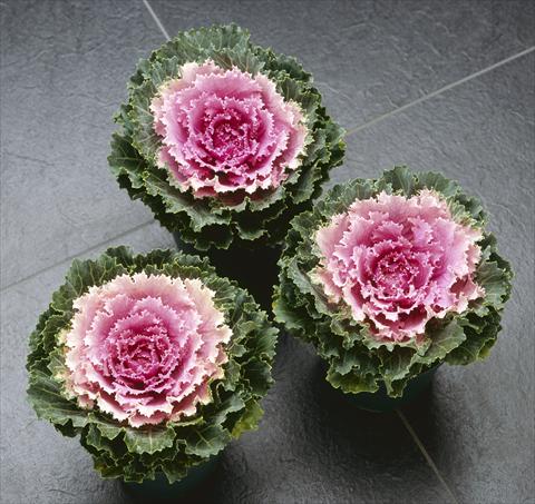 Photos von Blumenvarianten benutzt als: Topf und Beet Brassica oleracea Songbird Pink