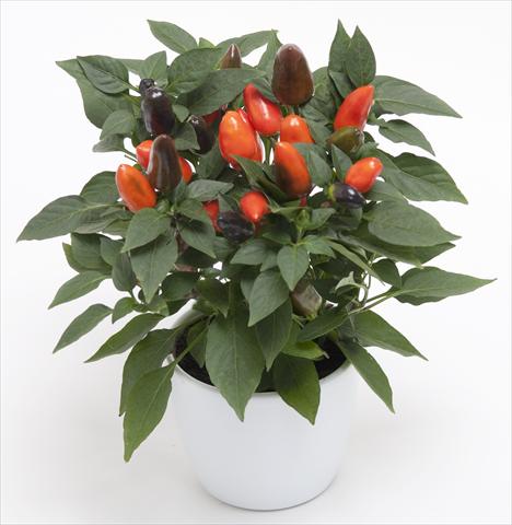 Photos von Blumenvarianten benutzt als: Topf und Beet Capsicum annuum Cubana Dark Orange
