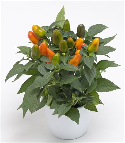 Photos von Blumenvarianten benutzt als: Topf und Beet Capsicum annuum Cubana Light Orange