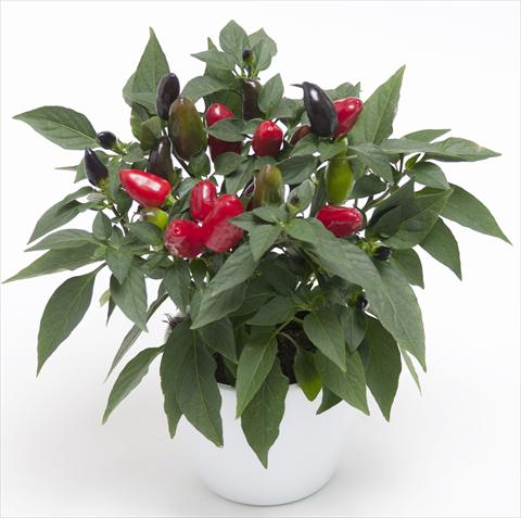 Photos von Blumenvarianten benutzt als: Topf und Beet Capsicum annuum Cubana Red