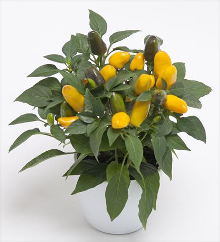Photos von Blumenvarianten benutzt als: Topf und Beet Capsicum annuum Cubana Yellow