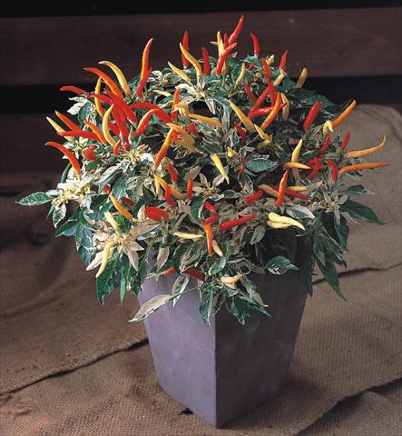 Photos von Blumenvarianten benutzt als: Topf und Beet Capsicum annuum Uchu