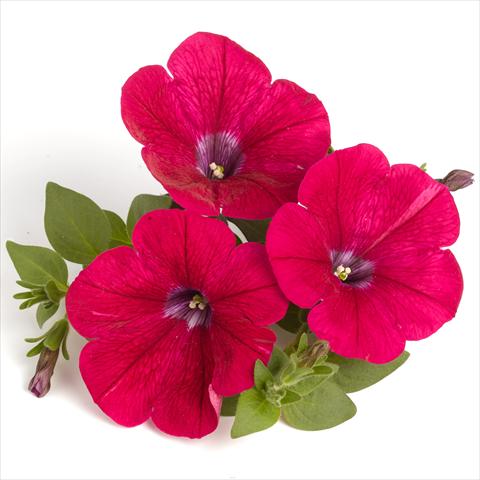 Photos von Blumenvarianten benutzt als: Ampel/Topf Petunia x hybrida RED FOX Surprise Neon