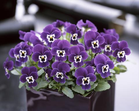 Photos von Blumenvarianten benutzt als: Topf und Beet Viola cornuta Floral Power Purple face