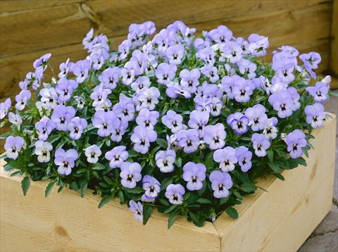 Photos von Blumenvarianten benutzt als: Topf und Beet Viola cornuta Floral Power Sky Blue Blotch