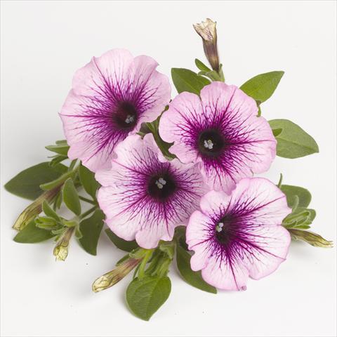 Photos von Blumenvarianten benutzt als: Ampel/Topf Petunia x hybrida RED FOX Sweetunia® Purple Vein