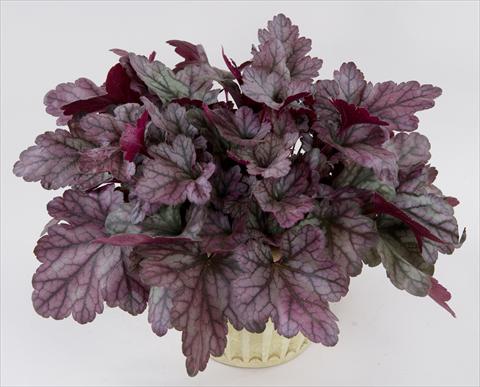 Photos von Blumenvarianten benutzt als: Topf und Beet Heuchera Kira Purple Rain Forest