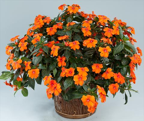 Photos von Blumenvarianten benutzt als: Topf, Beet, Terrasse, Ampel Impatiens N. Guinea Sun Harmony® Orange