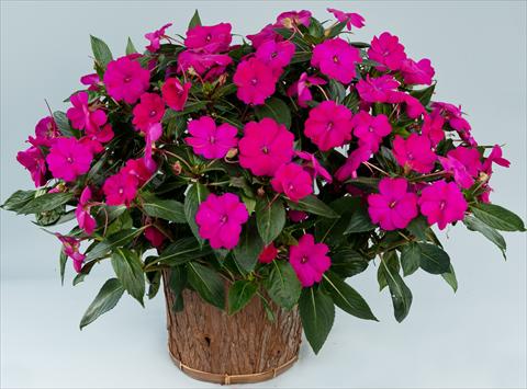 Photos von Blumenvarianten benutzt als: Topf, Beet, Terrasse, Ampel Impatiens N. Guinea Sun Harmony® Purple