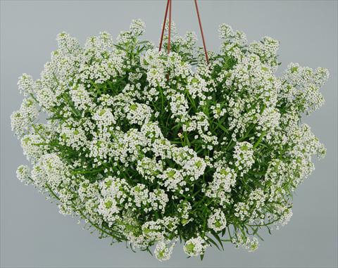 Photos von Blumenvarianten benutzt als: Topf und Beet Lobularia maritima Silver Stream™