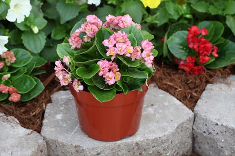 Photos von Blumenvarianten benutzt als: Beet, Topf oder Ampel Begonia Fairyland Pink