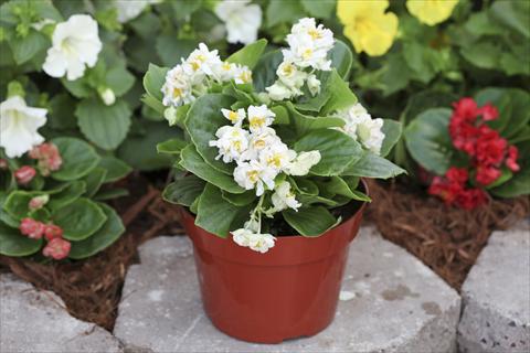 Photos von Blumenvarianten benutzt als: Beet, Topf oder Ampel Begonia Fairyland White