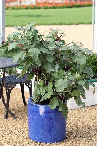 Photos von Blumenvarianten benutzt als: Topf, Beet, Terrasse Solanum melongena (melanzana) Pot Black