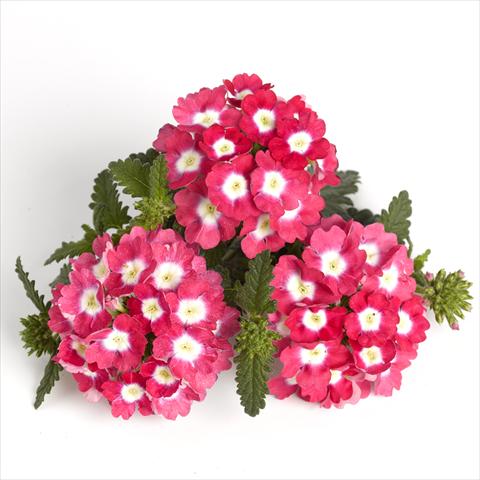 Photos von Blumenvarianten benutzt als: Topf und Beet Verbena RED FOX Empress Strawberry Charme