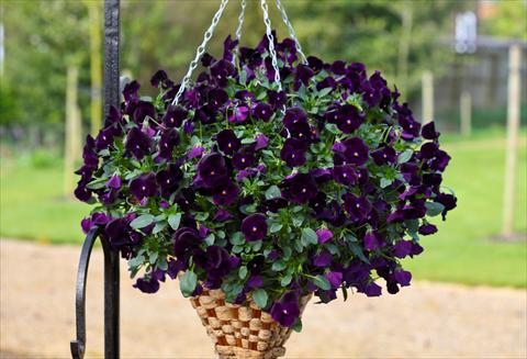 Photos von Blumenvarianten benutzt als: Topf und Beet Viola cornuta Freefall Deep Violet